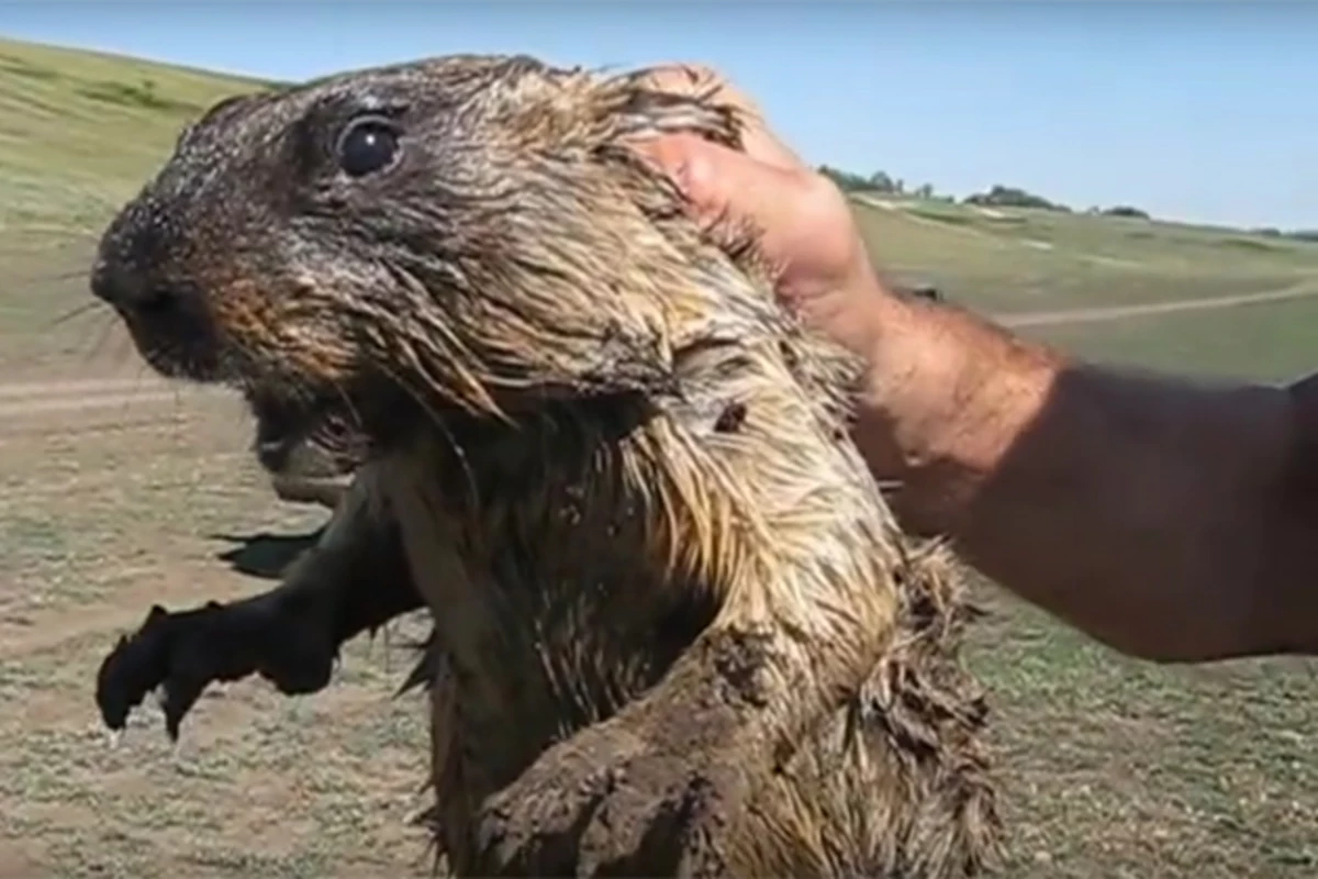 Have You Ever Heard a Marmot Scream? It’s Haunting