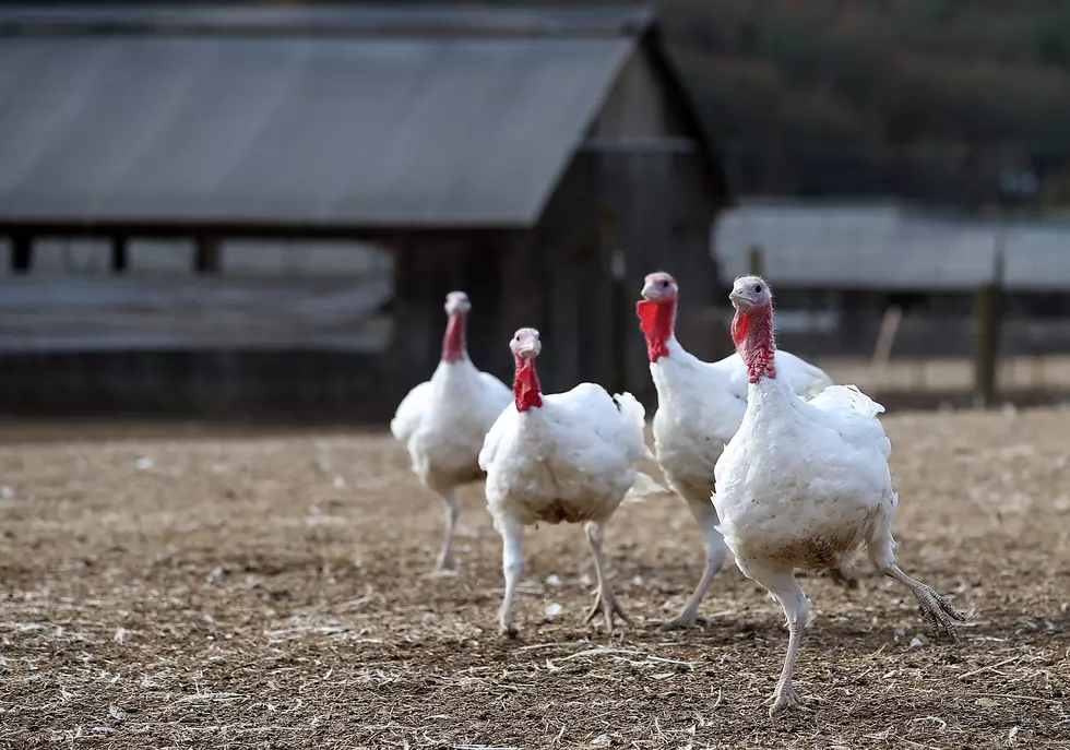 The Terms &#8220;Cage-Free&#8221; and &#8220;Hormone-Free&#8221; on Turkeys Are Meaningless