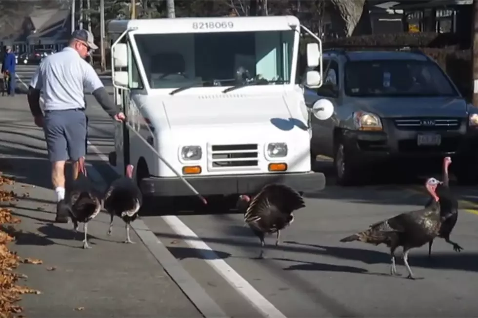 Mailman Gets Attacked By Turkeys Everyday