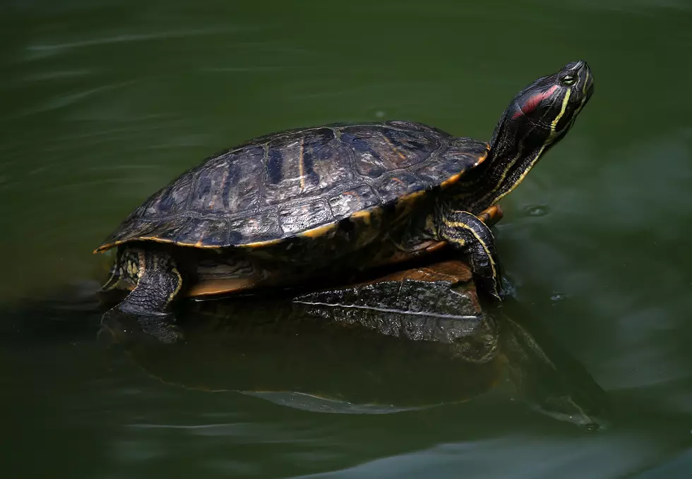 Florida Woman Hit In Head By Flying Turtle