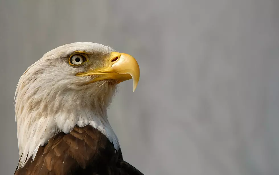 Bald Eagle Shot, Killed in Iowa