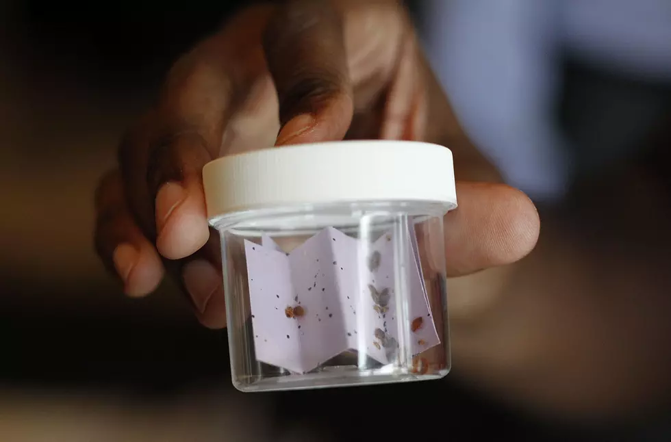 Top 50 Cities For Most Bed Bugs in America Include Davenport and Another Iowa City