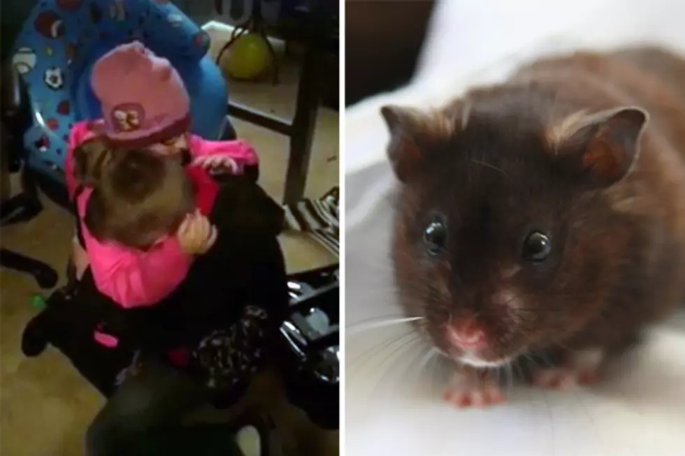 Six-Year-Old Uses Birthday Money to Buy Her Brother a Hamster