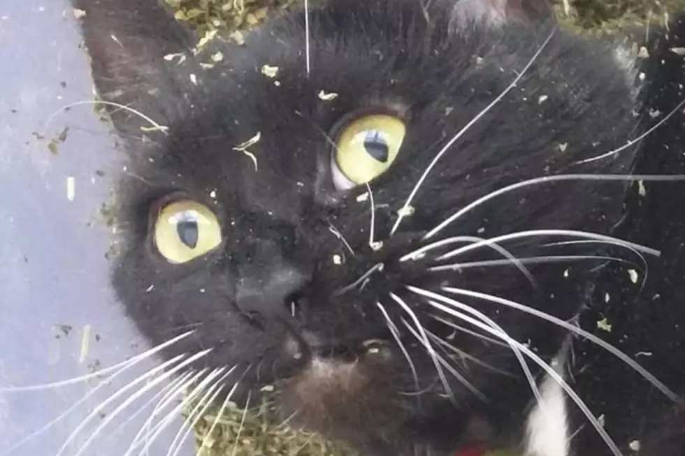 Stoner Cat Contemplates Life While Sitting in a Pound of Catnip