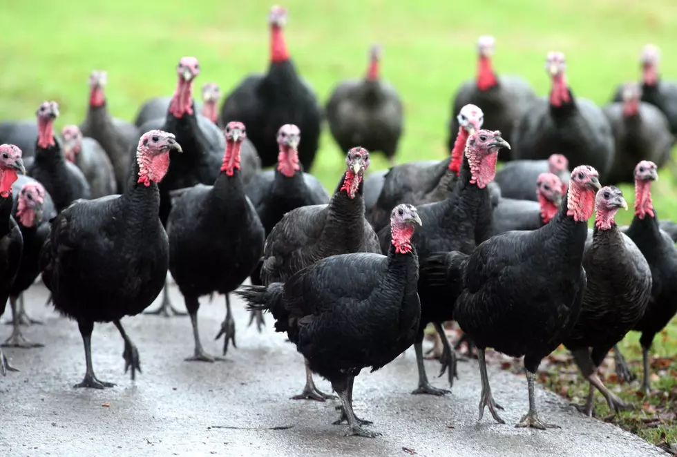 Mail Carrier Forced to Call Police After Being Surrounded by Turkeys