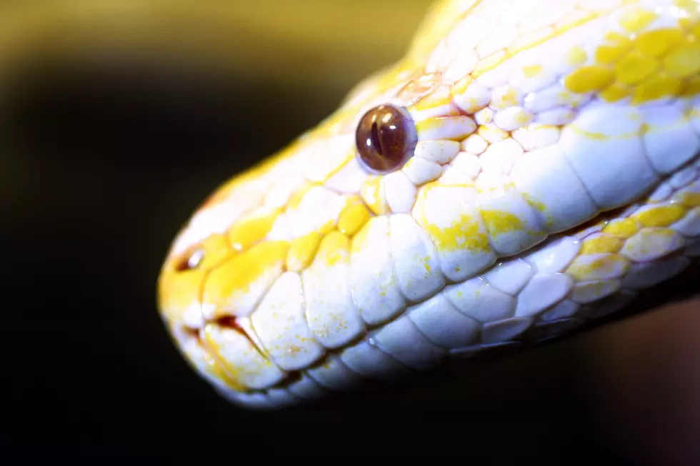 Angry Man Spends $200 on Sushi, Leaves 13-Foot Python Instead of Tip