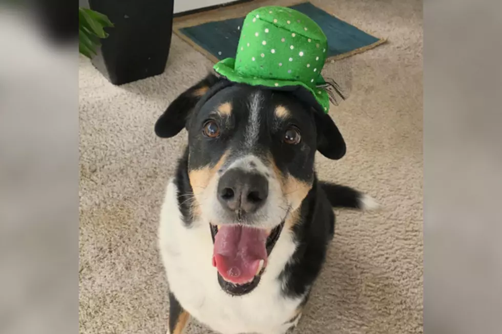 Dogs That Are Ready to Party on St. Patrick&#8217;s Day
