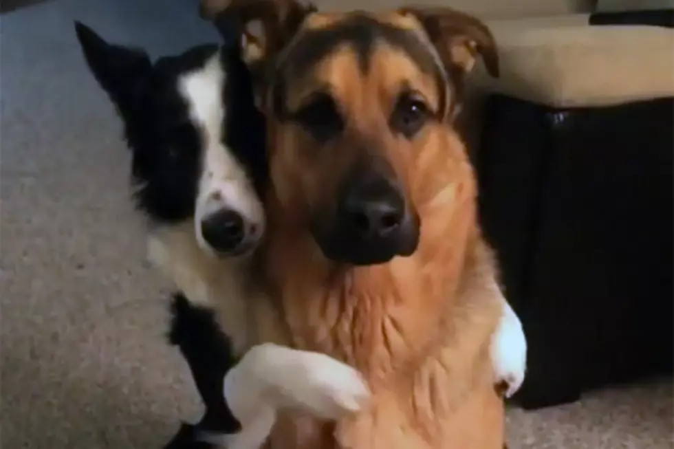 Sorry Everyone, Your Dog Doesn&#8217;t Like Your Hugs