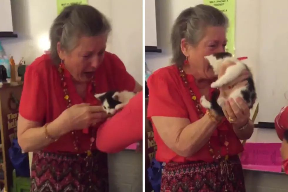 Teacher&#8217;s Cat Died, Students Surprise Her with Kittens