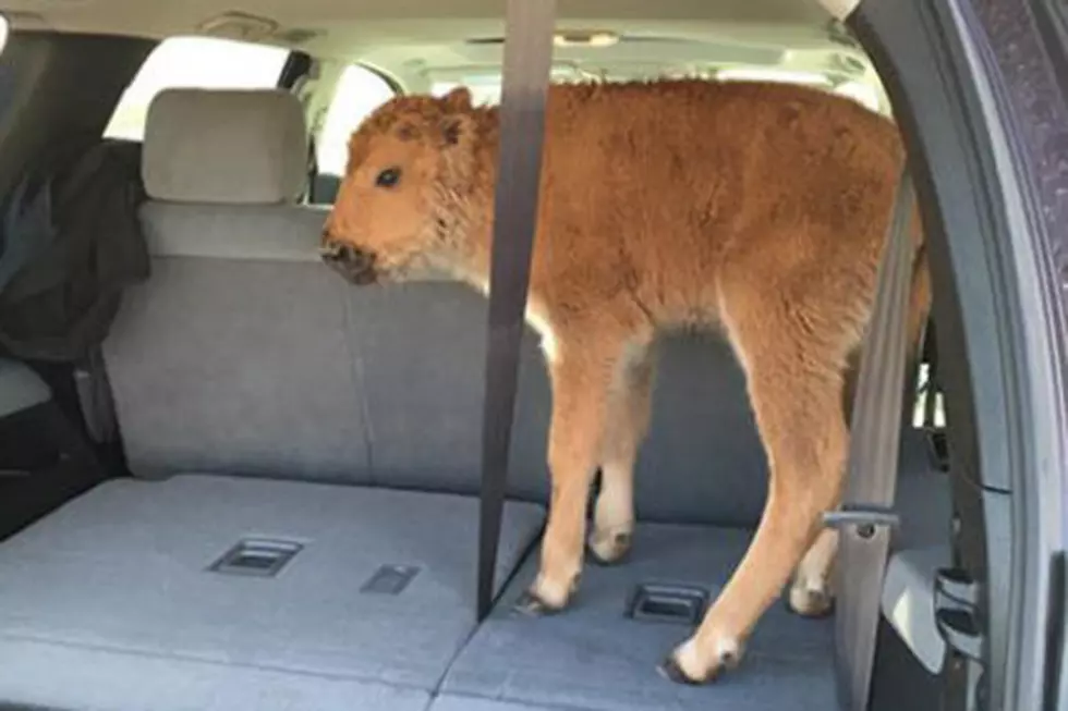 Yellowstone Tourists Think Baby Bison is Cold, Put it in Their Car