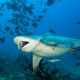 Bull Shark, Carcharhinus leucas, Beqa Lagoon, Viti Levu, Fiji