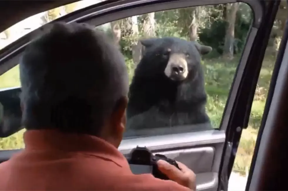 Family Stops For Photos, Bear Opens Car Door
