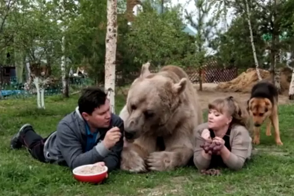 Russian Couple&#8217;s Dinner Guest is Un-BEAR-able
