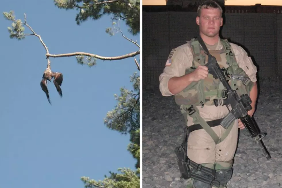 Army Vet Rescues Bald Eagle By Using His Sharpshooting Skills