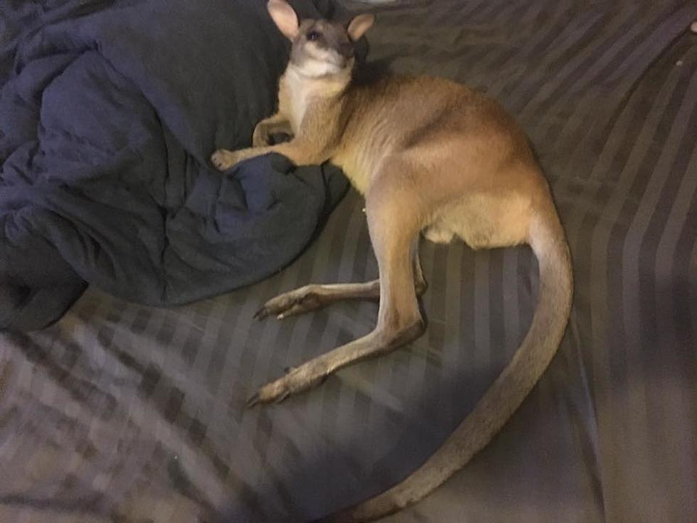 Cash Reward for Return of Missing Pet Wallaby in Erie