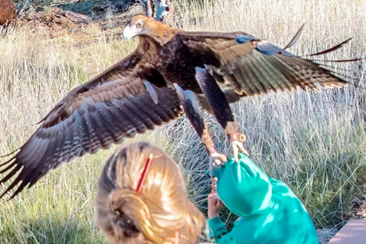 Нападение птицы. Клинохвостый Орел в Австралии. Клинохвостый Орел и Беркут. Гигантская хищная птица. Орел нападает на человека.