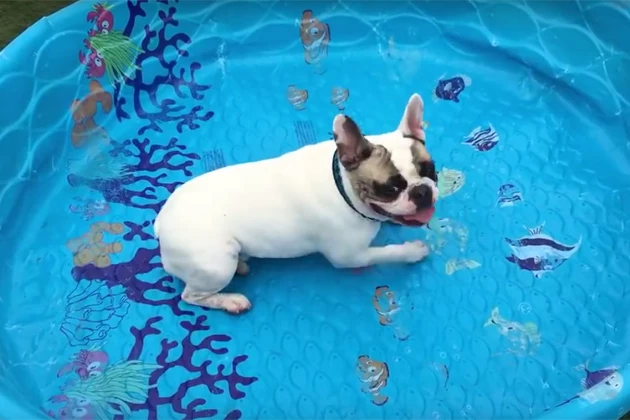 French Bulldog Doesn't Need Water to Swim