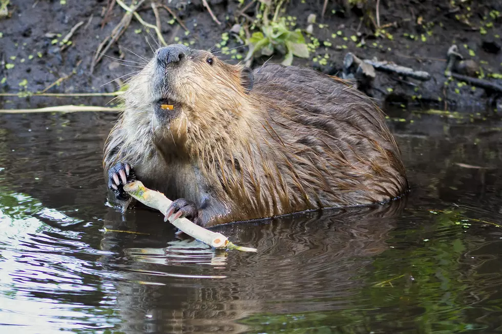 Beaver Herding Cattle is a Very Canadian Situation