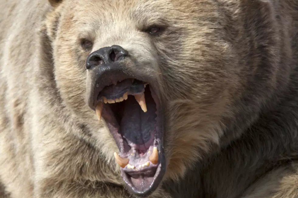 Two College Wrestlers Fight Off A Grizzly Bear That Ambushed Them