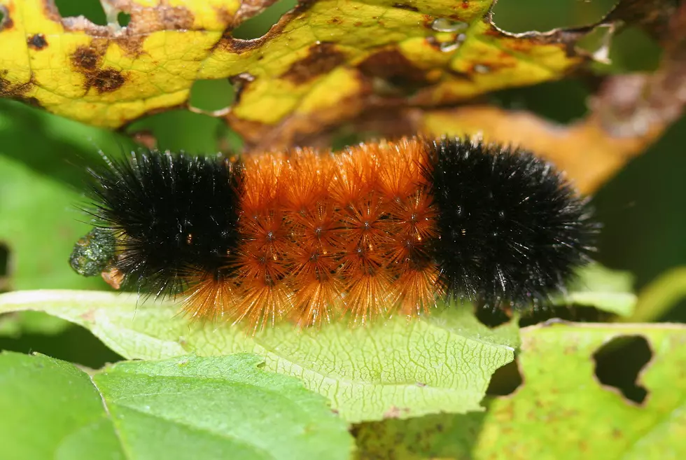 Caterpillars Predict a Snow-Filled Winter Forecast for 2016-17