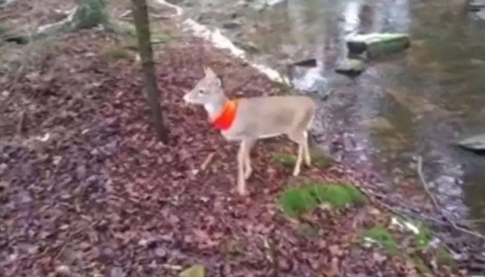 Deer Befriends Hunter Thanks to Orange Scarf