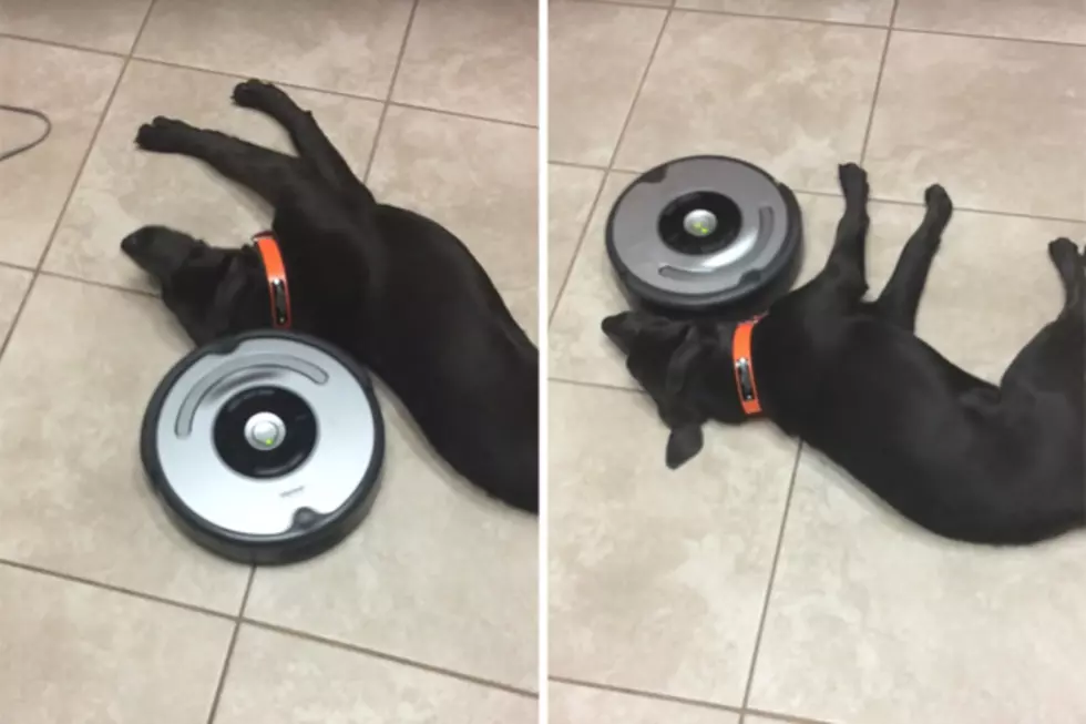Lazy Dog Blocks Roomba Vacuum From Cleaning the Floor