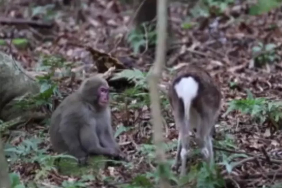 Monkey Caught Trying to Have Sex with a Deer