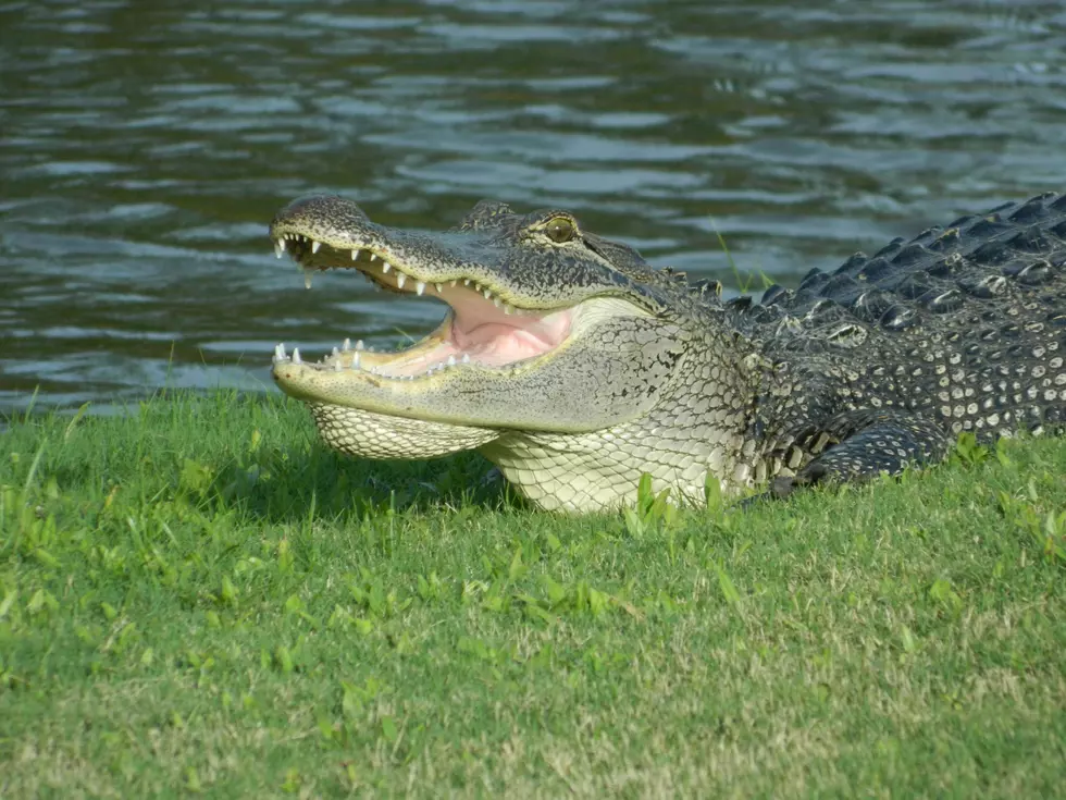 Large Alligator Sneaks Up Behind Oblivious Golfers