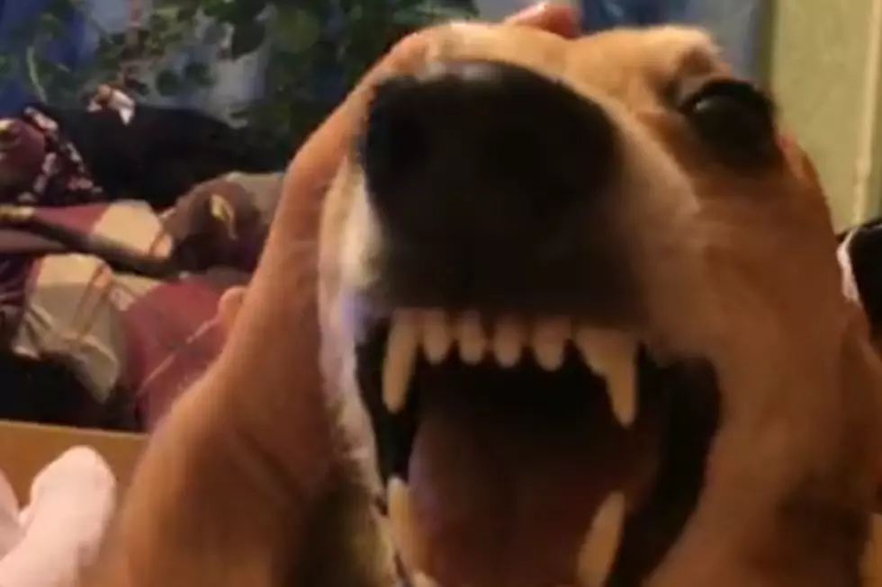 Dog Sounds Like It&#8217;s Singing Along to a Song It Doesn&#8217;t Know