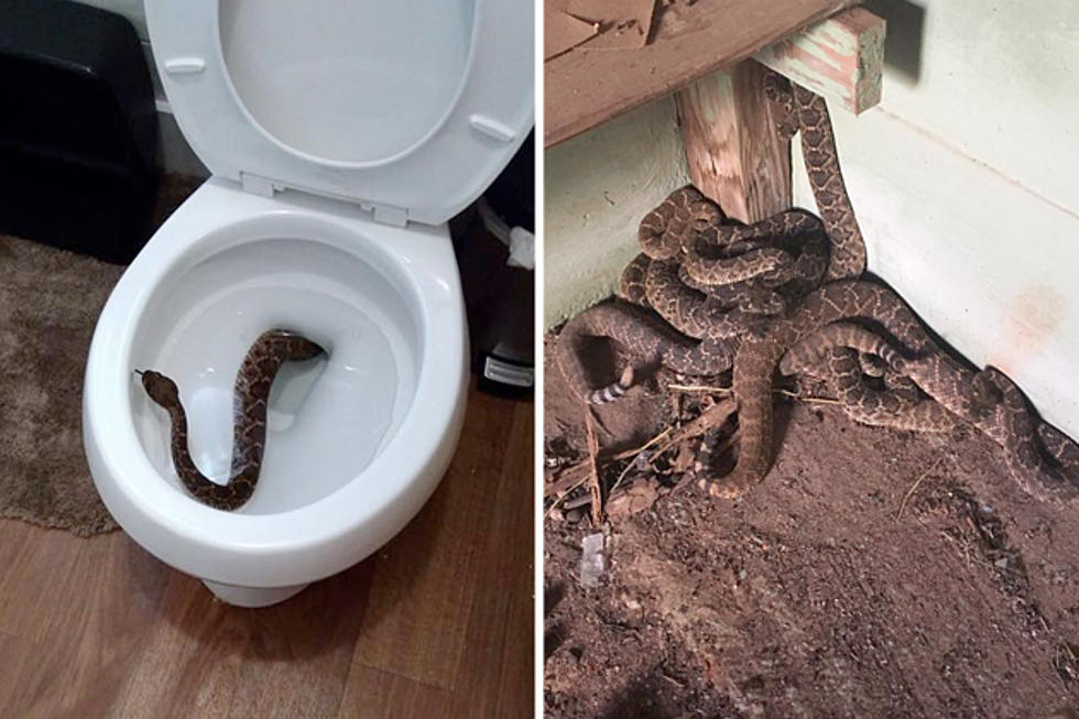 Family Finds Rattlesnake in Toilet and Two Dozen More Under Their House