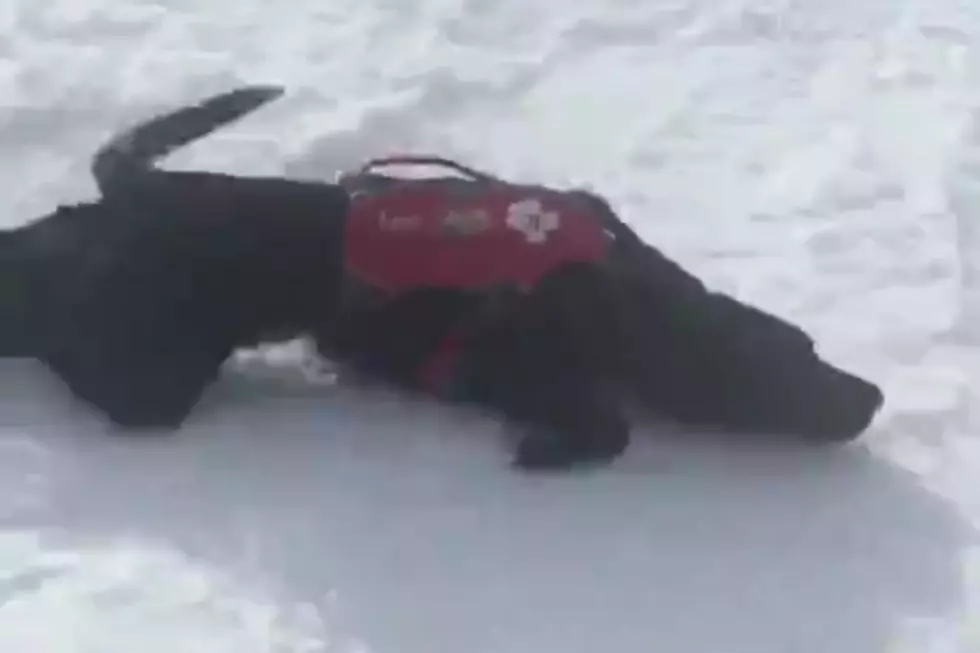 Mountain Rescue Dog Takes a Break to Slide Down Snowy Hill