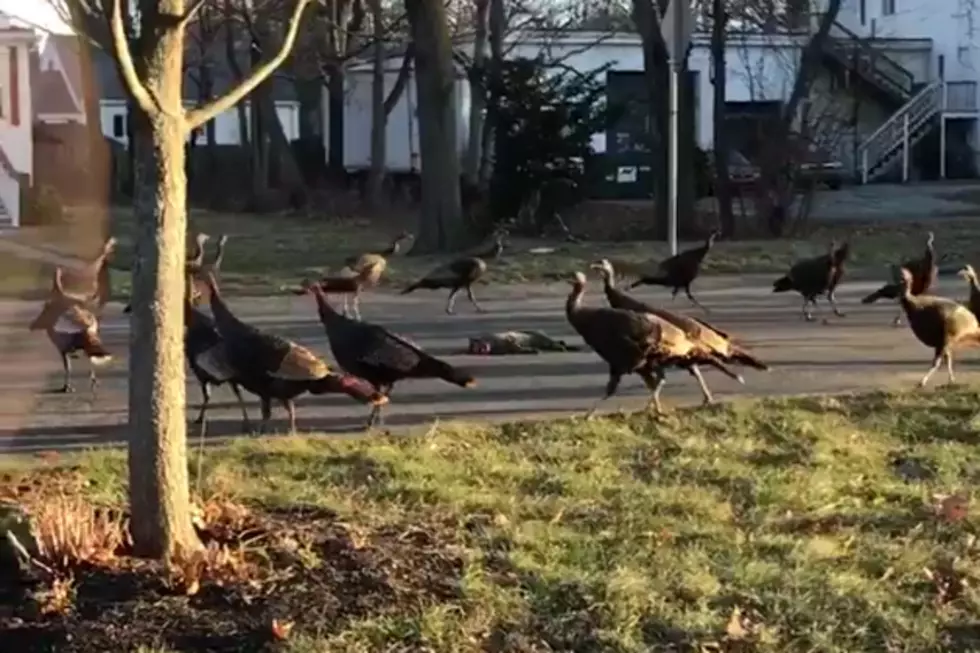Watch a Strange Turkey Cult Circle Around a Dead Cat