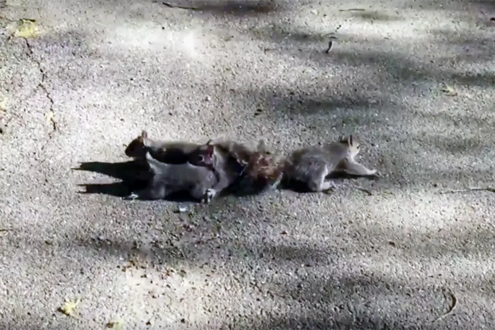 Four Baby Squirrels Found with Tails Tangled Together