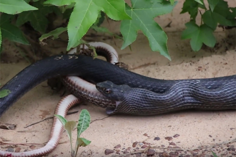 Large Snake Throws Up Another Snake That&#8217;s Still Living