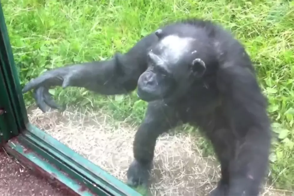Smart Chimpanzee Tries Convincing Zoo-Goers to Share Snacks