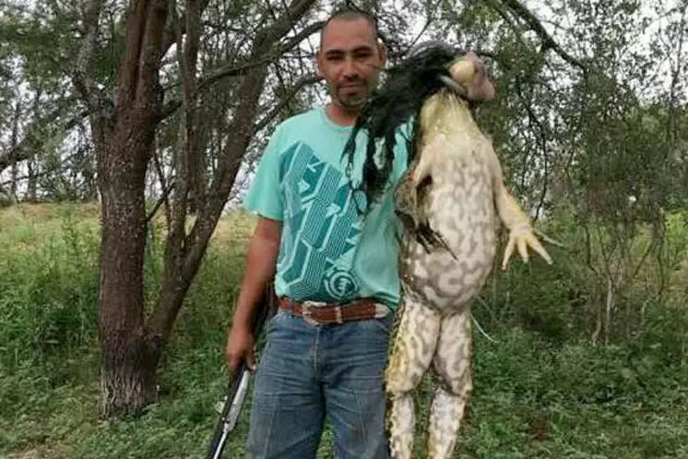 Texas Hunter Captures Massive 13-Pound Bullfrog