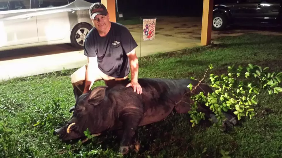 Alabama Man Shoots Massive 820-Pound Wild Boar in Front Yard