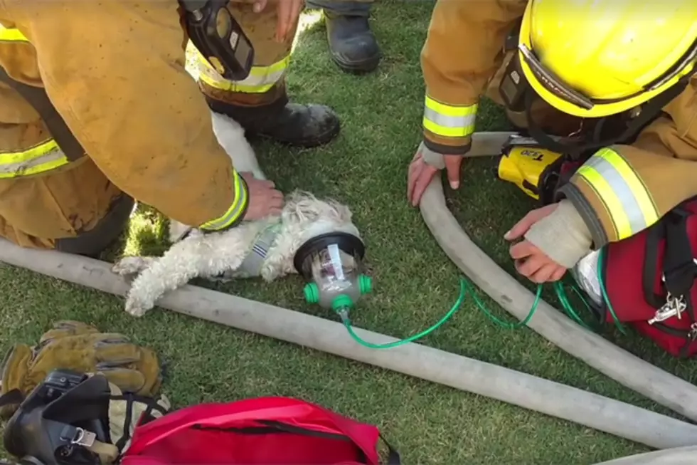 California Firefighters Resuscitate Dog After House Fire