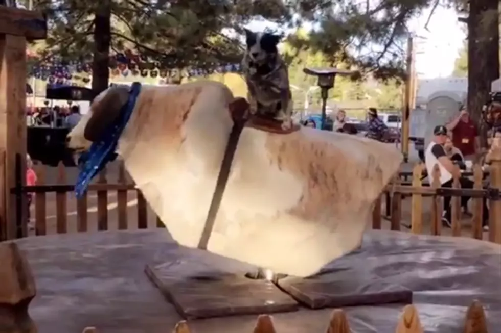 Dog Handles Mechanical Bull Better Than Any Person