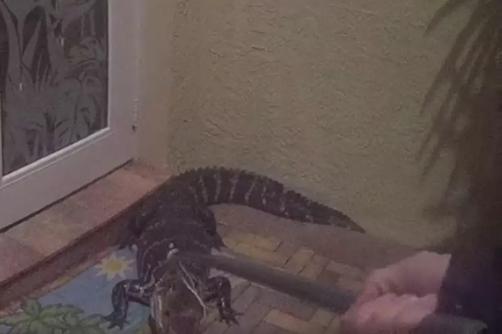 Florida Policeman Captures Alligator, Returns It To The Wild