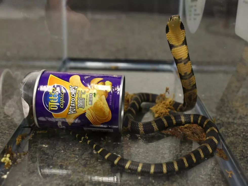 Smuggled Cobras Found Hidden in Potato Chip Cans