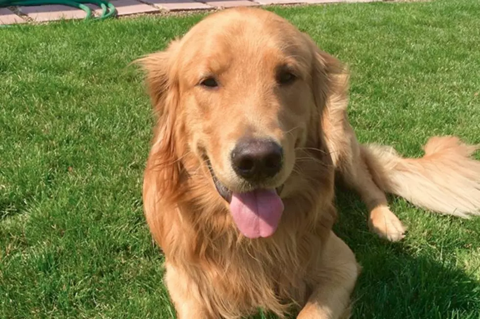 Golden Retriever Digs Up $85,000 Worth of Heroin