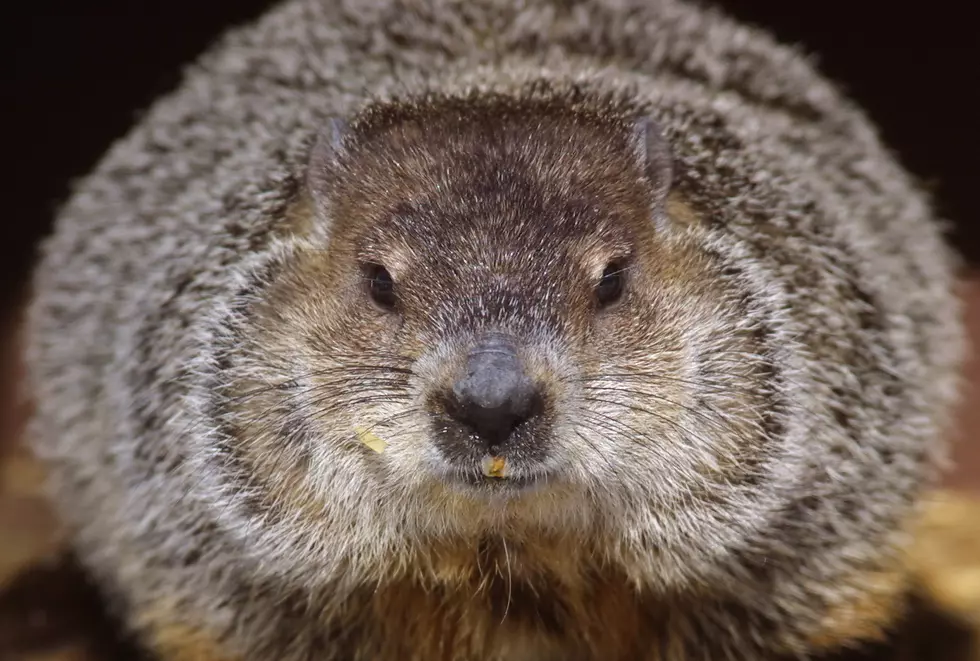 Man Attempts To Shoot Woodchuck, Bullet Ricochets and Hits Golfer