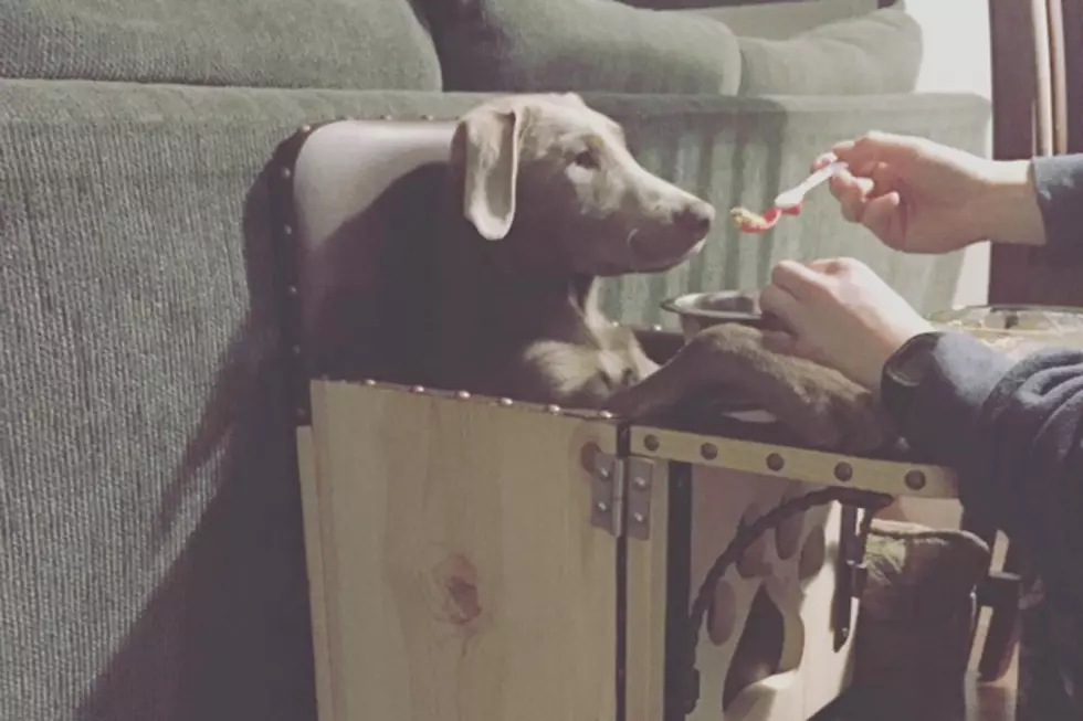Dog With Rare Condition Requires Special High Chair to Eat