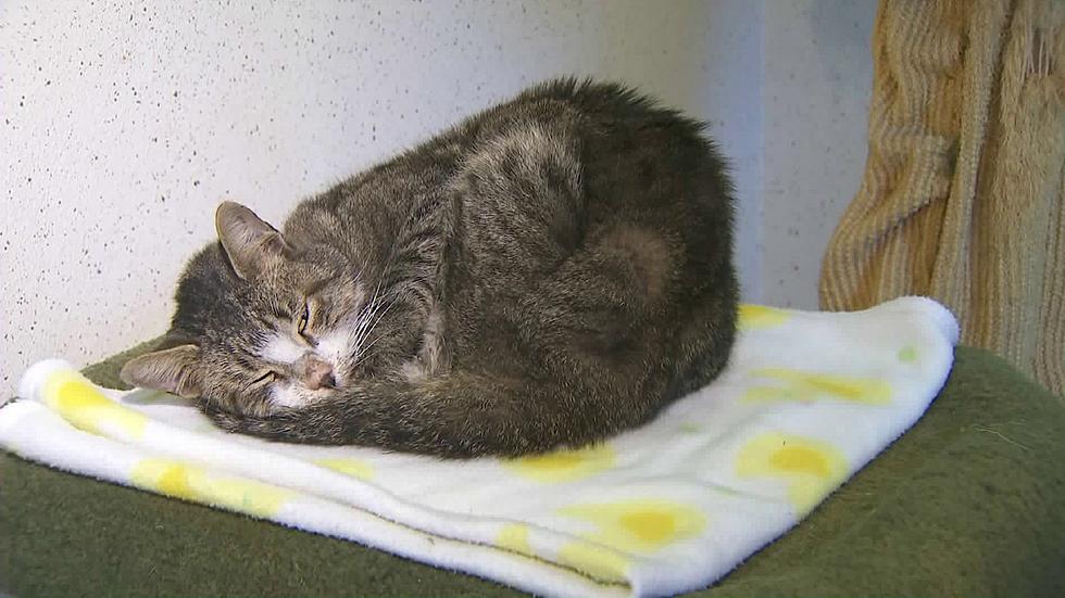 Missing Georgia Cat Found in California Six Months Later
