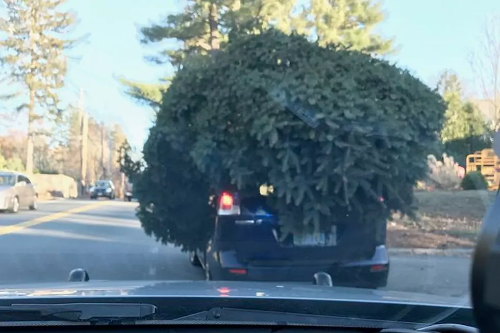 Police Pull Over Family Transporting Absurdly Large Christmas Tree
