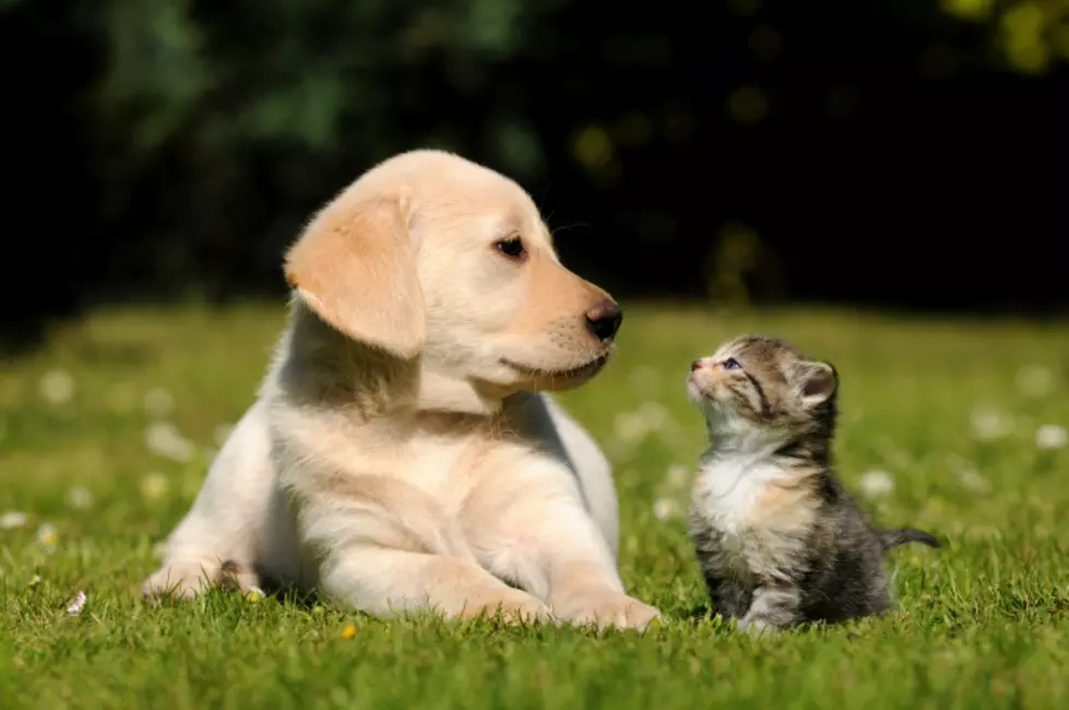 New Study Proves Dogs Are Smarter Than Cats