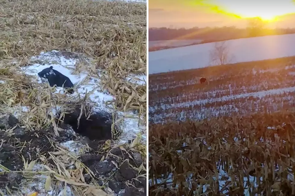 Wisconsin Couple Rescue Black Bear From Collapsed Den