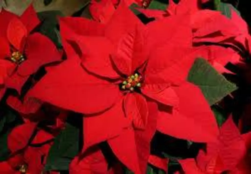 Great Poinsettia Giveaway This Weekend