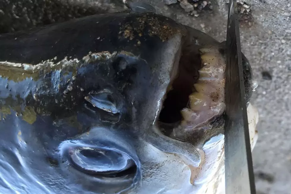 Fish With Human-Like Teeth Caught in Arizona Lake